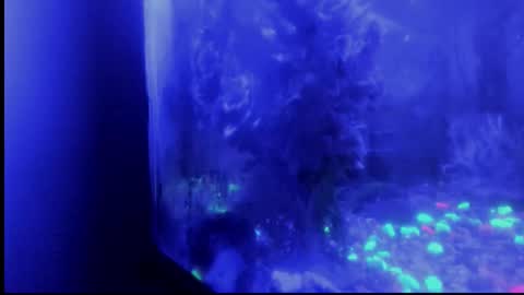 Giulia...... online show from October 29, 4:39 am