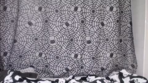 Alanna Rack online show from October 3, 3:06 pm