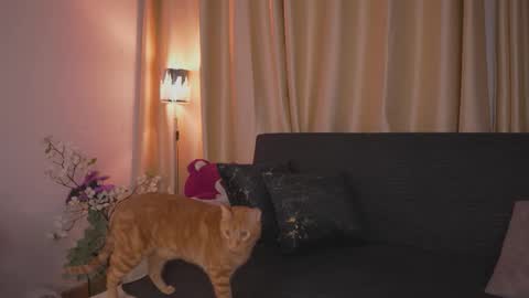 Samanta online show from November 17, 12:44 am