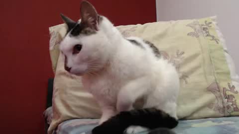 bayonette_black online show from February 3, 11:20 am