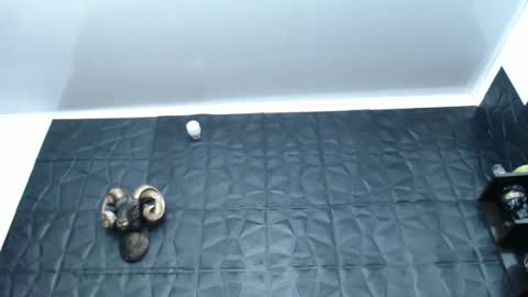 Snapshot of cristal_smith06 chatting on February 5, 4:59 am Hanna online show from February 5, 4:59 am