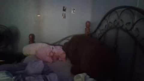 Snapshot of curvyplayday chatting on December 7, 9:44 pm dahlia -kim online show from December 7, 9:44 pm