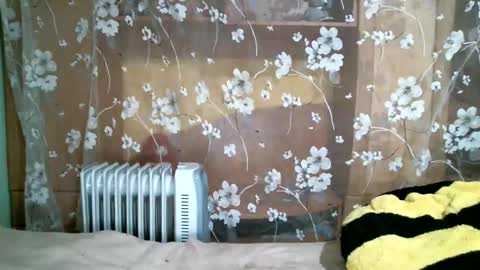 DennisXCarol online show from February 11, 5:50 pm