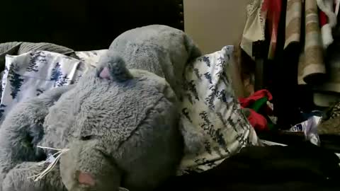 deroseblack online show from February 10, 12:19 am