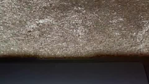 athena online show from March 31, 7:47 pm