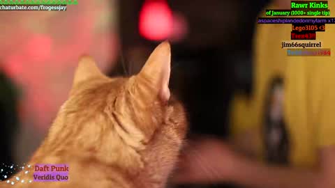   Jaywise Frogfoot  online show from January 18, 9:02 pm