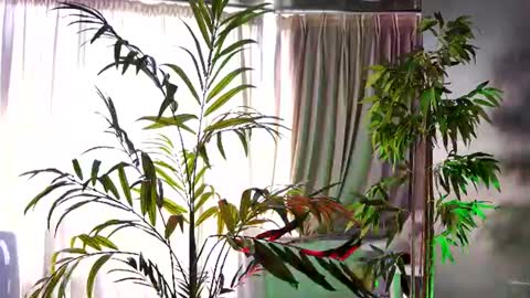 Anais online show from June 15, 9:09 am