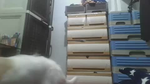 hotlavender online show from December 17, 2:27 am