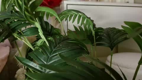 Carrie online show from February 24, 5:22 pm