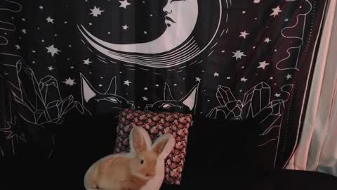 Snapshot of isabella__dark chatting on January 7, 10:41 pm online show from January 7, 10:41 pm