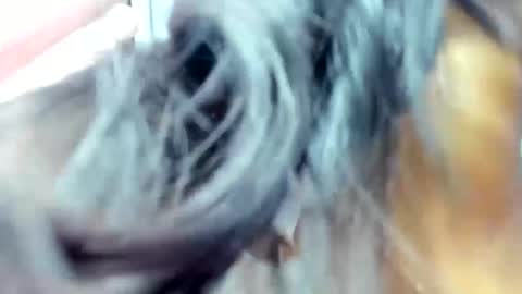 Ishanyfalak online show from December 9, 9:05 pm