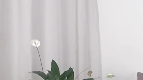 Help me with rate thanks  online show from February 19, 5:38 am