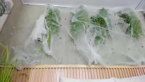 lana_lann online show from October 20, 1:36 pm