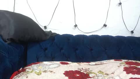 naia69 online show from January 15, 11:27 am