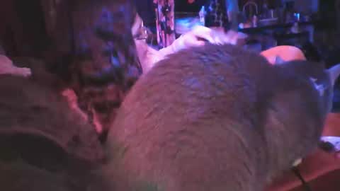 Siofra online show from March 6, 9:25 am