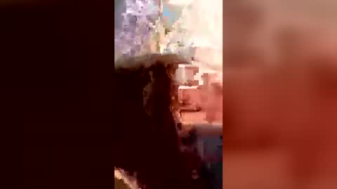 snochiv online show from August 2, 3:37 pm