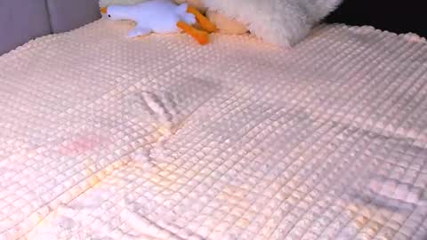 Alice online show from November 8, 3:50 pm