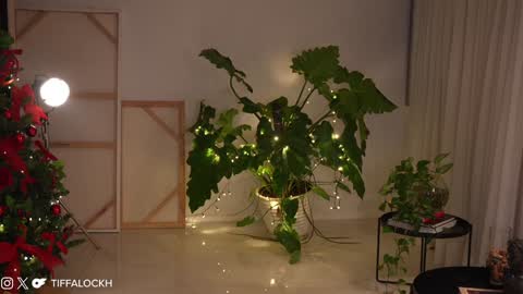 Tifa online show from December 14, 9:13 pm