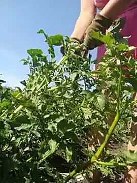 NicoleOlla online show from July 13, 3:18 am