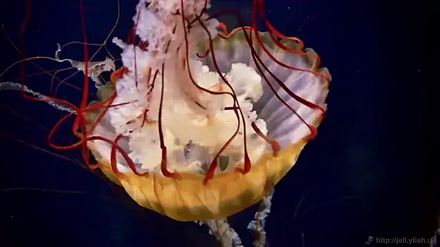 streamy test11 online show from February 12, 1:35 pm