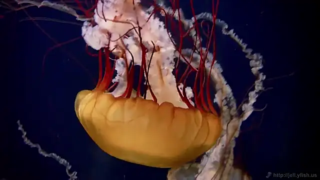 streamy test11 online show from November 20, 3:13 pm