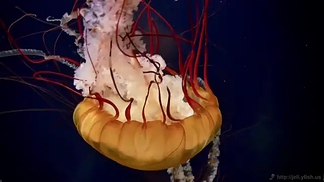 streamy test12 online show from October 21, 8:40 am