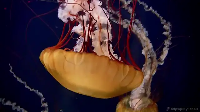 streamy test15 online show from March 18, 4:34 pm