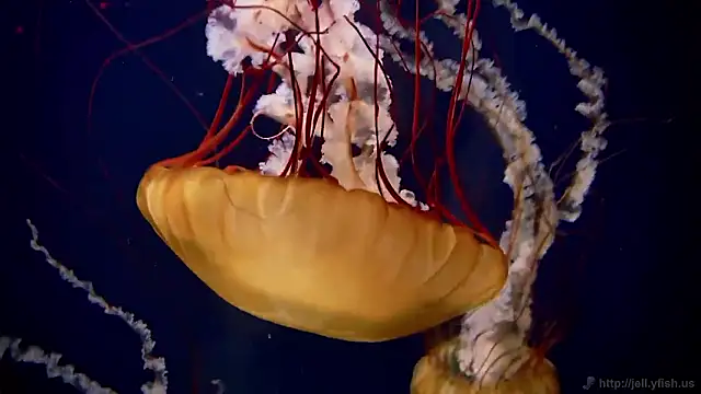 streamy test15 online show from November 26, 5:14 pm