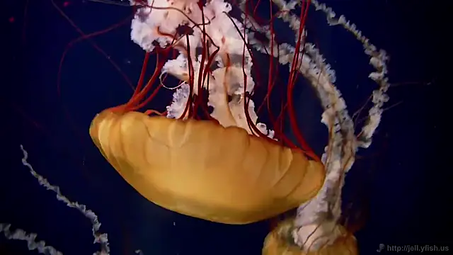 streamy test15 online show from March 9, 9:01 am