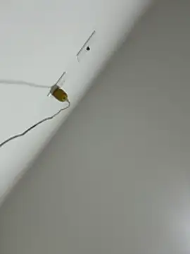 Amber Rush  online show from October 16, 3:31 am