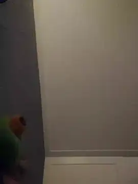 Linda 999 online show from November 9, 12:38 am