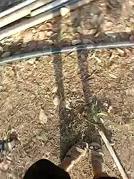 Forest lover24 online show from May 10, 12:07 pm