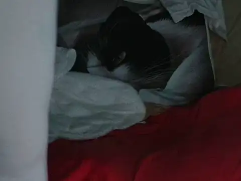 VeneRed online show from October 20, 7:28 pm