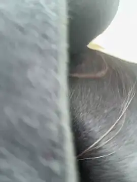 Maneki-nekoo online show from February 28, 3:28 am