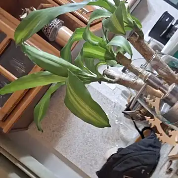 HighLilith online show from November 17, 8:59 am