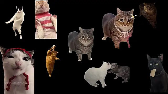 ch0wn m online show from November 17, 11:00 am