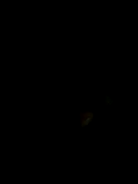 an-show online show from December 4, 1:08 am