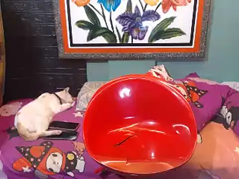 tsbrownmorena69 online show from June 19, 11:57 am