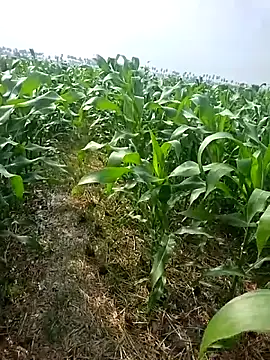 leelavathi-telugu online show from February 9, 9:22 am