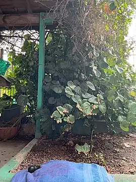 Sofyalone  online show from March 5, 8:48 pm