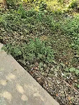 COUPLLE VILLAGE online show from November 8, 6:18 am