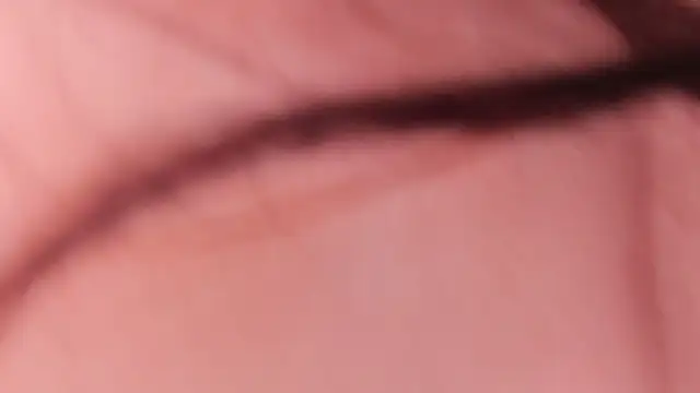 alix bay online show from November 3, 8:24 pm